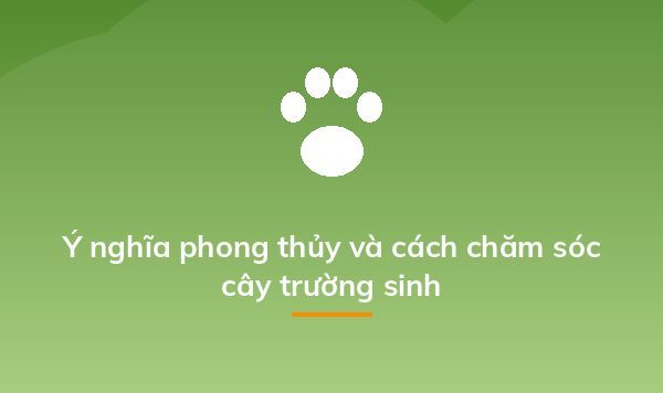 Cây trường sinh - 03