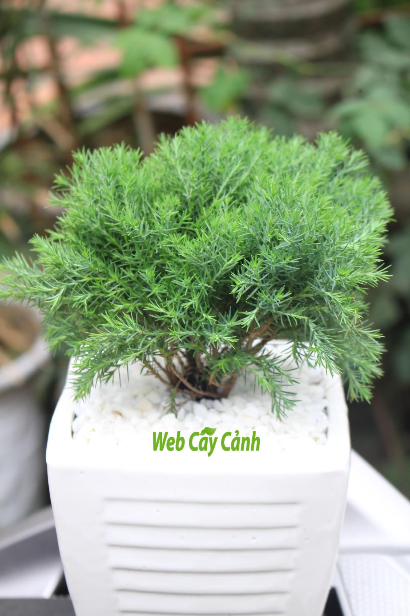 Cây Tùng Bồng Lai để bàn sức khỏe, tài lộc và giữ tiền