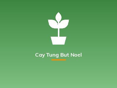 Cay Tung But Noel