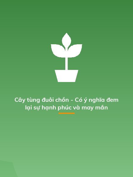 Cây tùng đuôi chồn - Có ý nghĩa đem lại sự hạnh phúc và may mắn