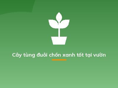 Cây tùng đuôi chồn xanh tốt tại vườn