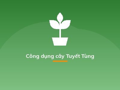 Công dụng cây Tuyết Tùng