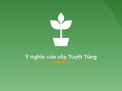 Ý nghĩa của cây Tuyết Tùng