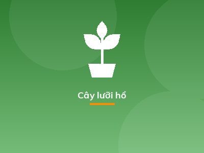 Cây lưỡi hổ