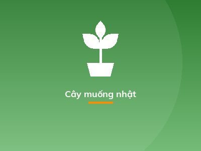 Cây muống nhật