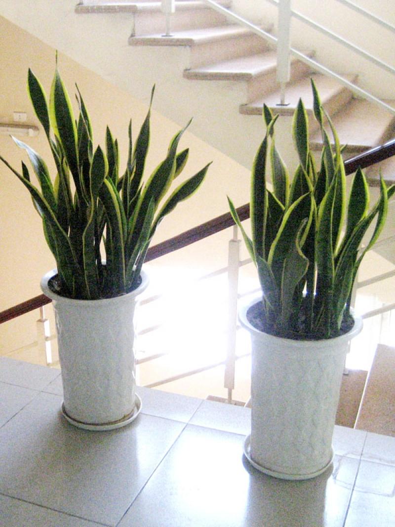 Trồng cây Lưỡi hổ ở nơi có nhiều ánh sáng