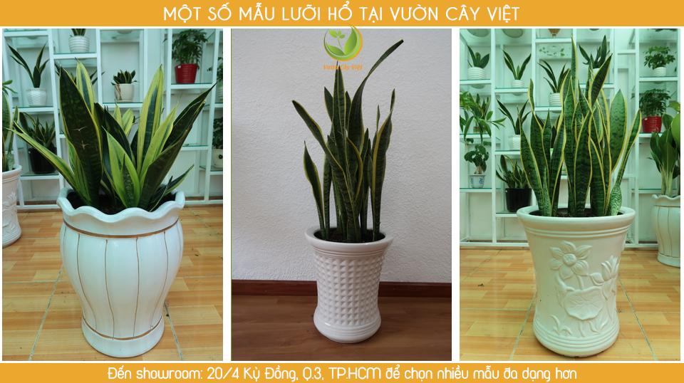 3. Các bệnh trồng cây lưỡi hổ tại nhà thường gặp