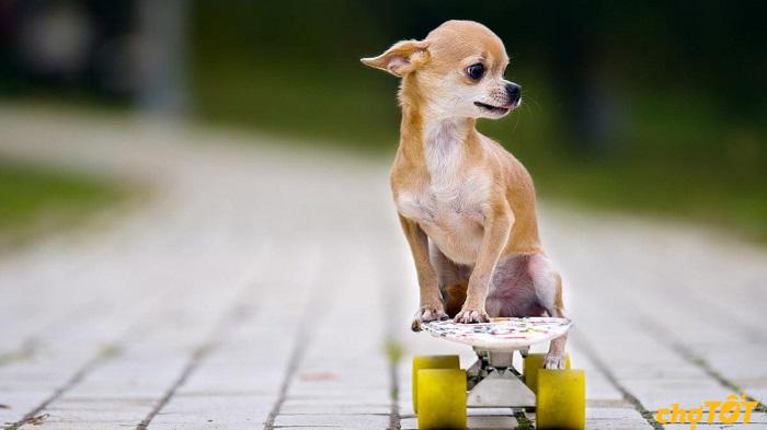 Nên cho Chihuahua con hoạt động đi dạo, chạy nhảy 30 phút mỗi ngày