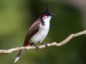 Cách Nuôi Chim Chào Mào Căng Lửa Hót Hay Cho Người Mới