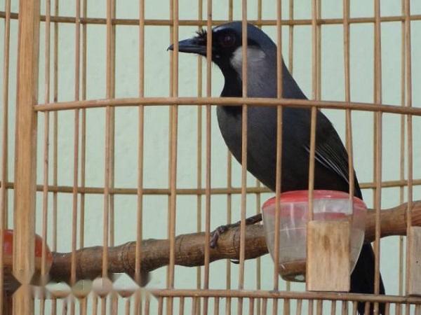 Chim Khướu: Đặc điểm, phân loại, cách nuôi và chăm sóc tốt nhất - 4