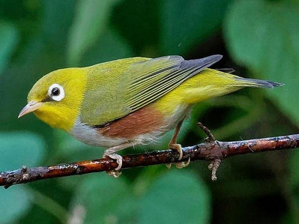 Chim Vành Khuyên: Đặc điểm, cách nuôi và chăm sóc - 3