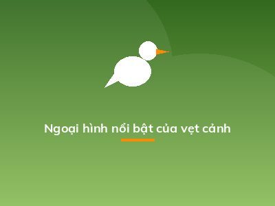 Ngoại hình nổi bật của vẹt cảnh