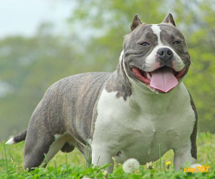 Huấn luyện chó Bully