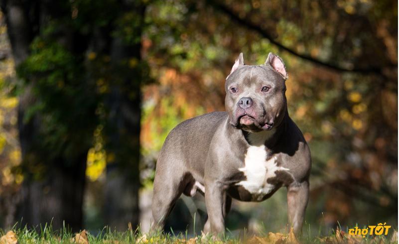 Mua chó Bully thuần chủng tại Chợ Tốt