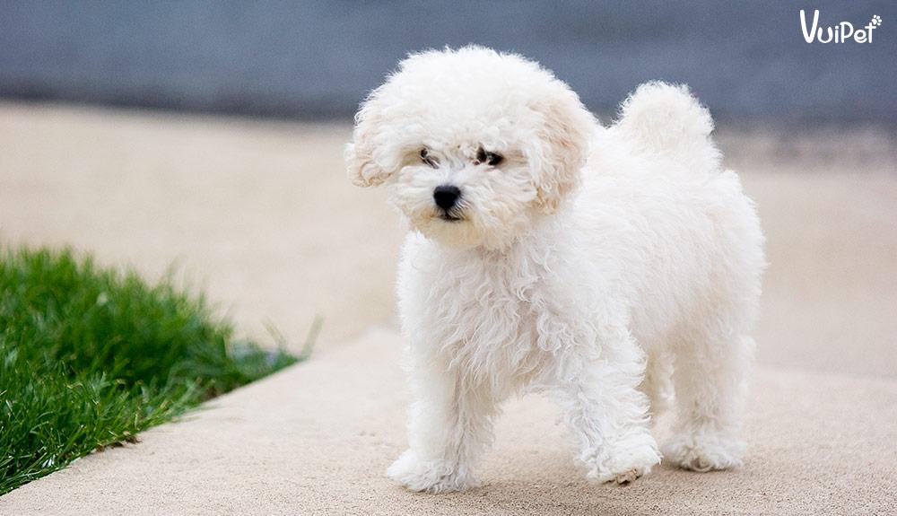Các Loại Chó POODLE và GIÁ CHÓ POODLE theo từng loại – VuiPet