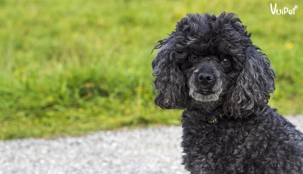 Các Loại Chó POODLE và GIÁ CHÓ POODLE theo từng loại – VuiPet