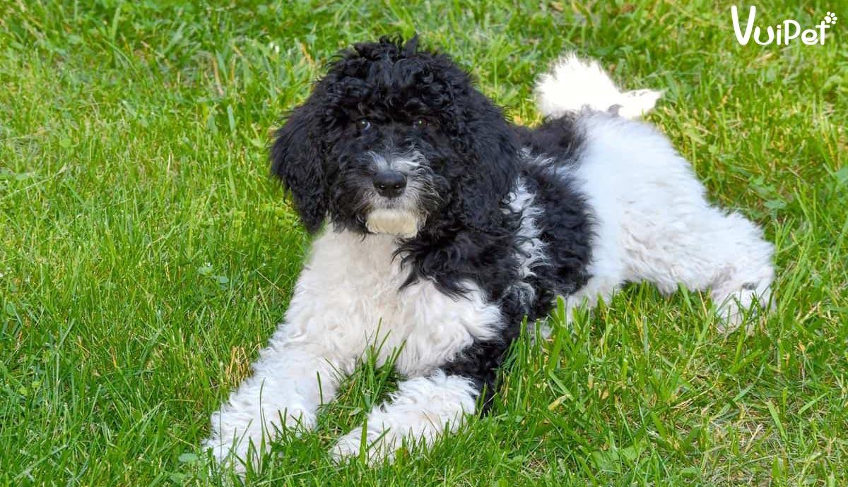 Các Loại Chó POODLE và GIÁ CHÓ POODLE theo từng loại – VuiPet