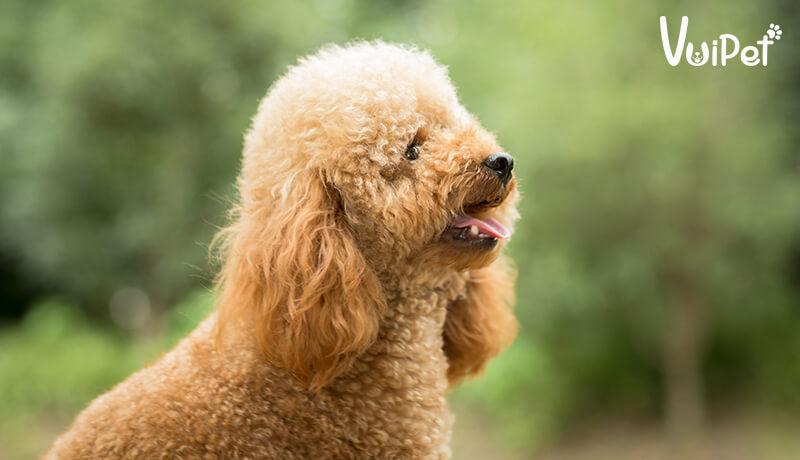 Các Loại Chó POODLE và GIÁ CHÓ POODLE theo từng loại – VuiPet
