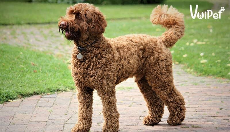 Các Loại Chó POODLE và GIÁ CHÓ POODLE theo từng loại – VuiPet