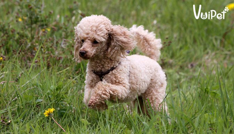 Các Loại Chó POODLE và GIÁ CHÓ POODLE theo từng loại – VuiPet