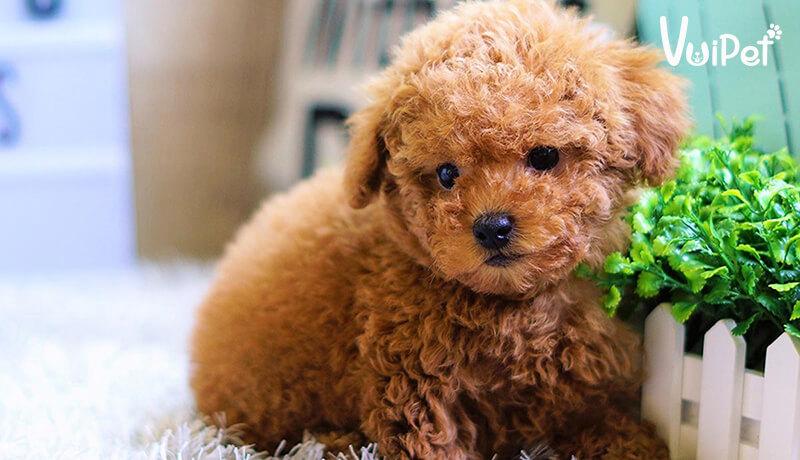 Các Loại Chó POODLE và GIÁ CHÓ POODLE theo từng loại – VuiPet