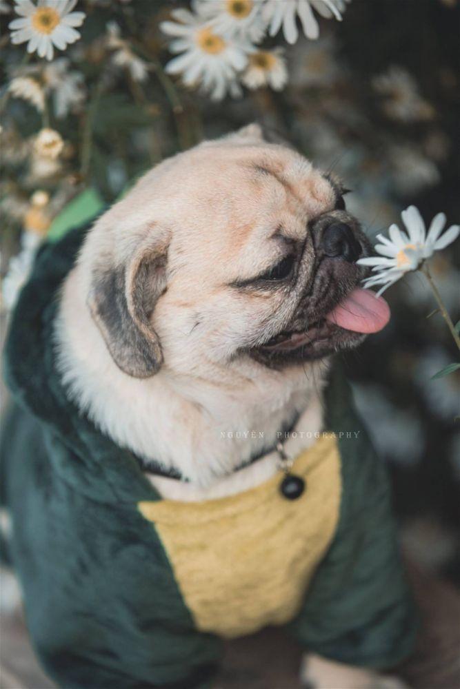 lý do nên nuôi chó mặt xệ?