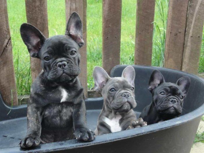 Các vấn đề cần lưu ý khi mua chó