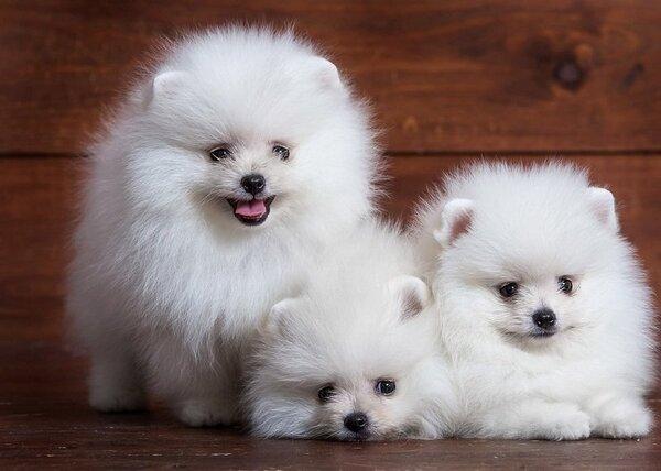 Chó Phốc Sóc giá bao nhiêu tiền