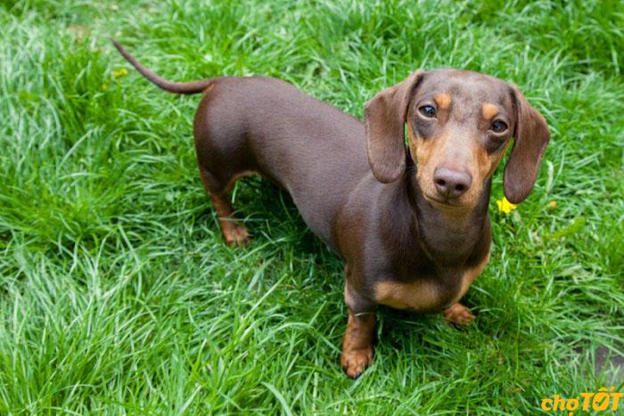 Mua Bán Chó Lạp Xưởng Thông Minh, Dachshund Xúc Xích Đẹp