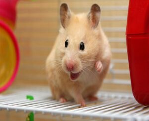 Mua Bán Chuột Hamster Đáng Yêu, Khoẻ Mạnh, Bán Nhanh Giá Tốt