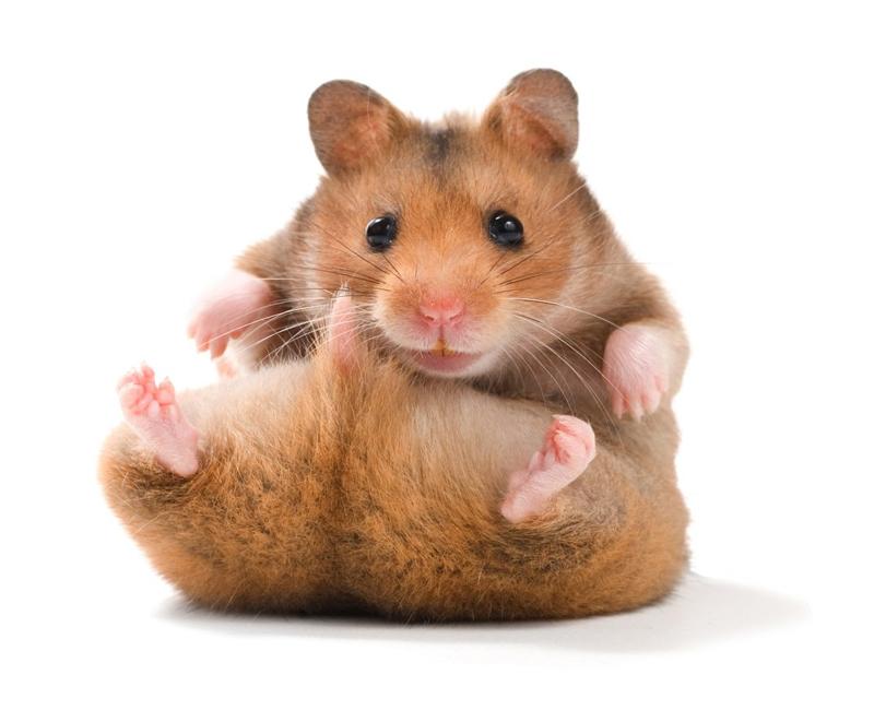 2.4. Một vài đặc điểm đặc biệt của chuột Hamster