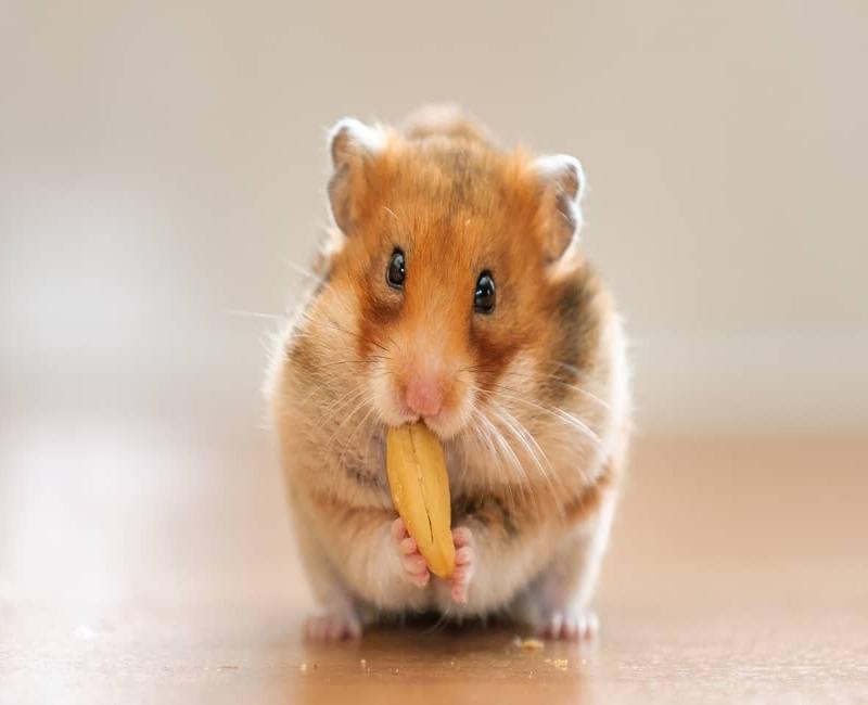 5. Những lưu ý khi nuôi chuột Hamster