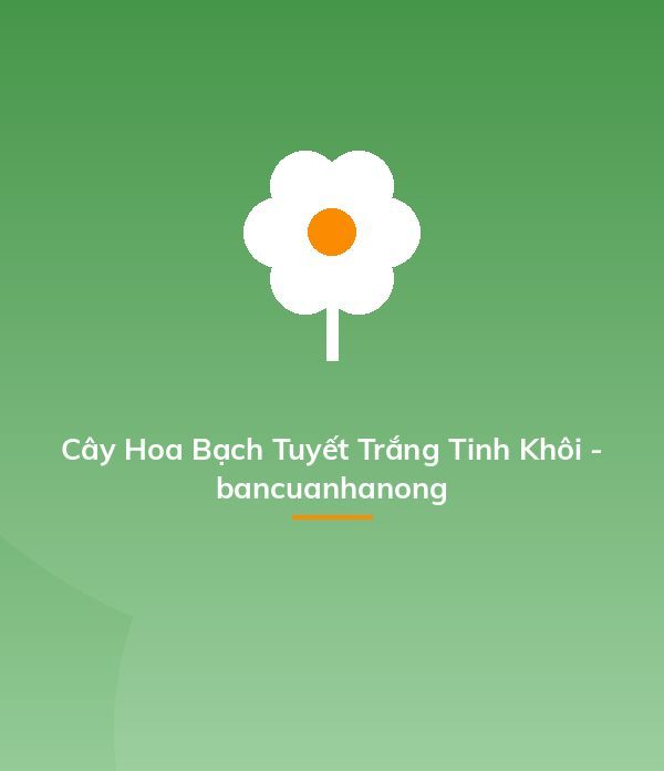 Cây Hoa Bạch Tuyết Trắng Tinh Khôi - bancuanhanong