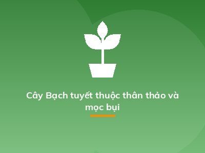Cây Bạch tuyết thuộc thân thảo và mọc bụi
