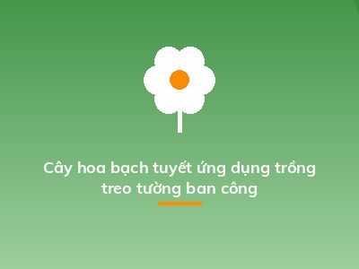 Cây hoa bạch tuyết ứng dụng trồng treo tường ban công