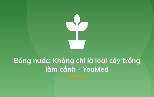 Bóng nước: Không chỉ là loài cây trồng làm cảnh - YouMed