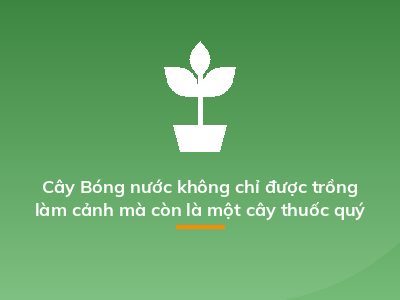 Cây Bóng nước không chỉ được trồng làm cảnh mà còn là một cây thuốc quý