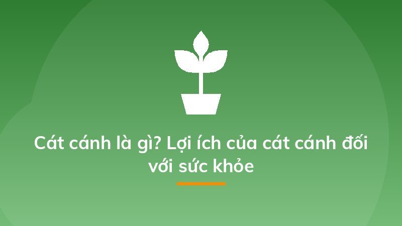 Cát cánh là gì? Lợi ích của cát cánh đối với sức khỏe