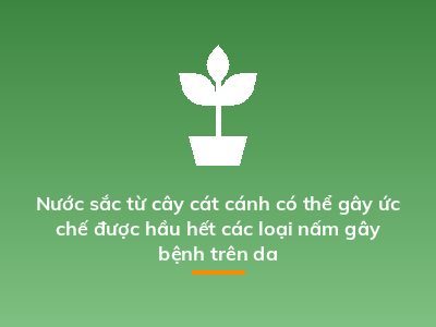 Nước sắc từ cây cát cánh có thể gây ức chế được hầu hết các loại nấm gây bệnh trên da