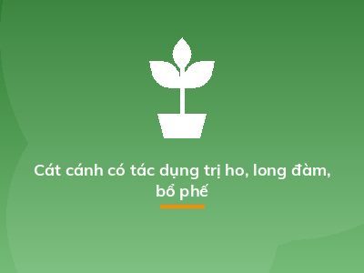 Cát cánh có tác dụng trị ho, long đàm, bổ phế