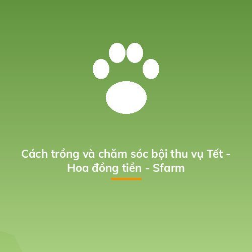Cách trồng và chăm sóc bội thu vụ Tết - Hoa đồng tiền - Sfarm