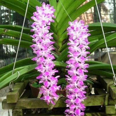 Lan Đuôi Cáo: Cách trồng và chăm sóc đầy đủ nhất - Sfarm