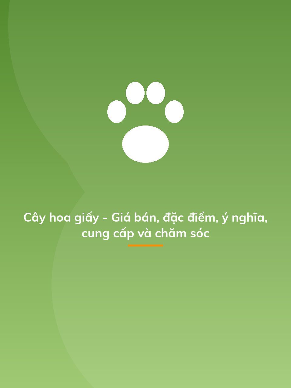 Cây hoa giấy - Giá bán, đặc điểm, ý nghĩa, cung cấp và chăm sóc