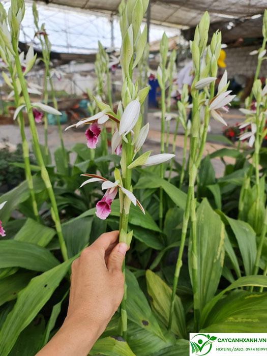 Đặc điểm cây lan hạc đỉnh