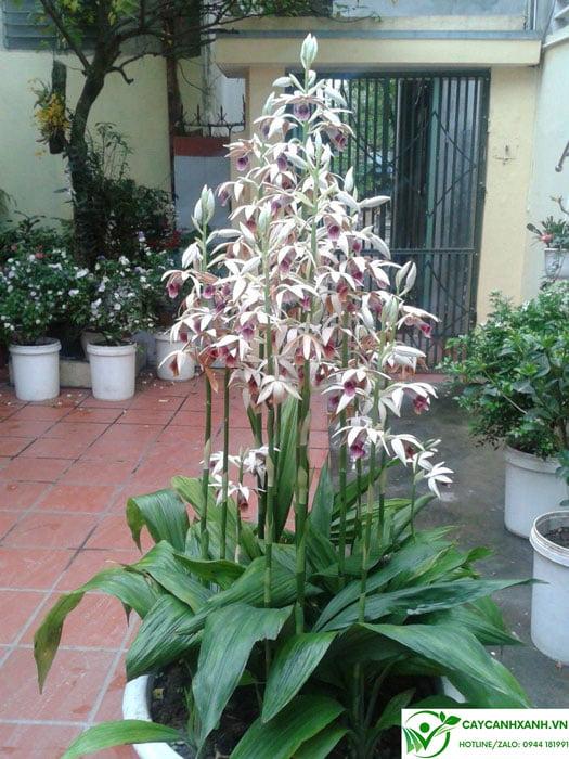 lan hạc đỉnh trồng chậu
