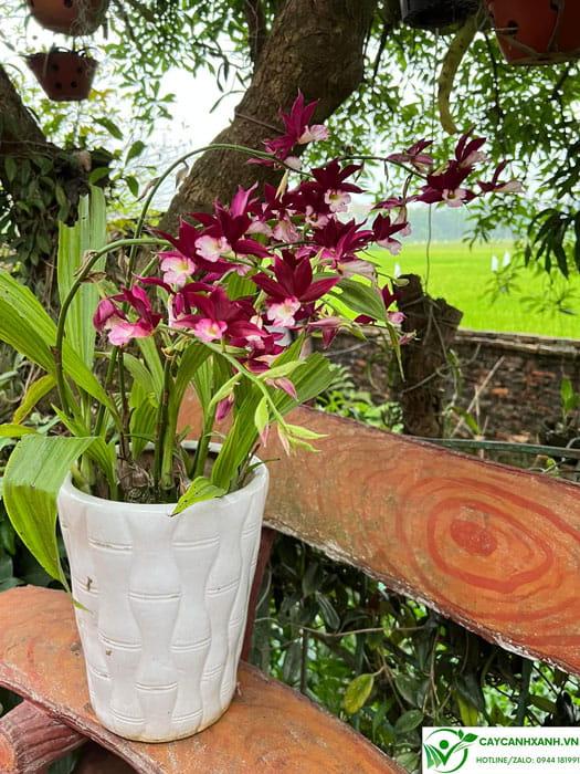 Lan hạc đỉnh màu hoa tím
