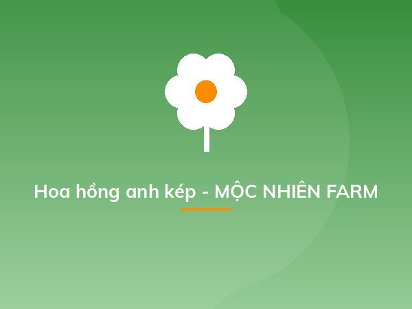 Hoa hồng anh kép - MỘC NHIÊN FARM