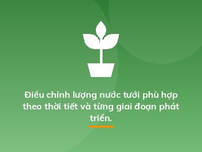 Điều chỉnh lượng nước tưới phù hợp theo thời tiết và từng giai đoạn phát triển.