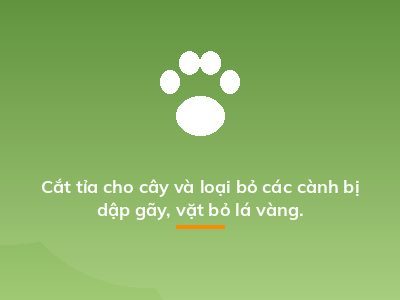Cắt tỉa cho cây và loại bỏ các cành bị dập gãy, vặt bỏ lá vàng.