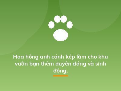 Hoa hồng anh cánh kép làm cho khu vườn bạn thêm duyên dáng và sinh động.